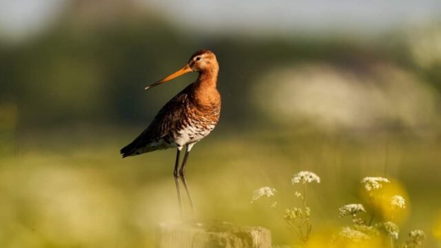 Genoeg animo voor agrarisch natuurbeheer, nu nog het geld