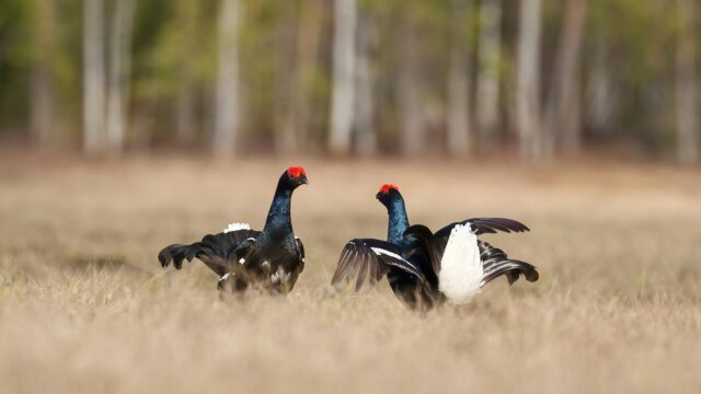 Kunnen we de populatie van het korhoen weer op peil brengen of sterft hij uit?