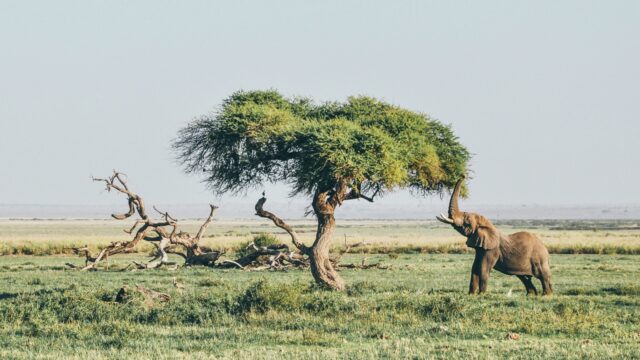 Exotische mier zorgt voor chaos in Keniaanse voedselketen