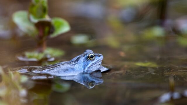 Deze film toont de Belgische natuur in volle glorie
