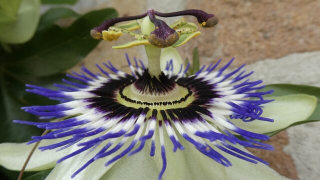 Geveltuintjes maken een groot en groen verschil!