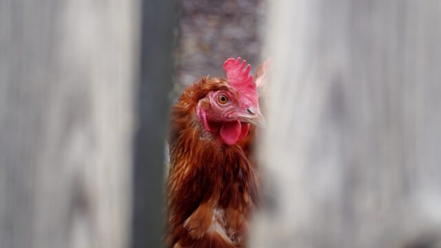 Dieren dood voordat ze het slachthuis bereiken: 'Onaanvaardbaar en onmenselijk'