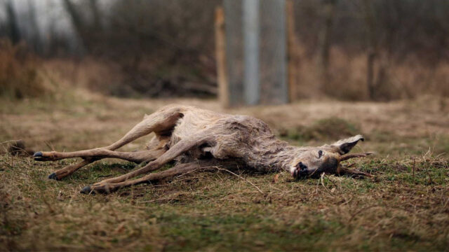 Waarom we dode dieren eigenlijk zouden moeten laten liggen (en dat gebeurt al in Zeeland)
