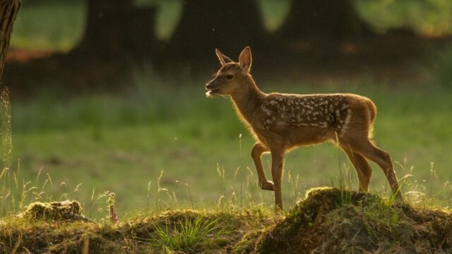 Bambi blijft betoverend: 'Het is een schreeuw tegen de jacht'