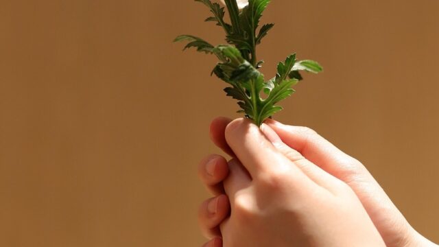 Eigen regie over leven én dood