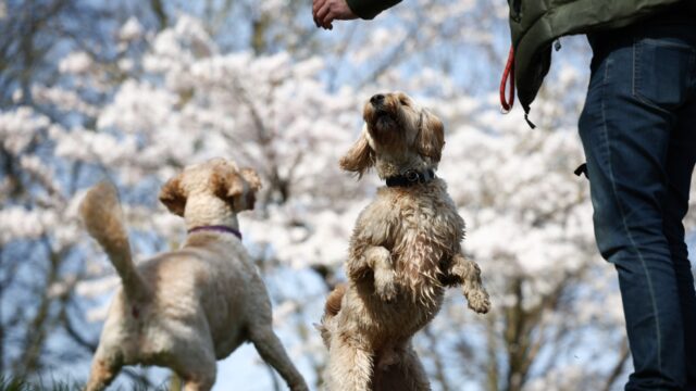 Honden met drugs op? 'Helaas niet uitzonderlijk'