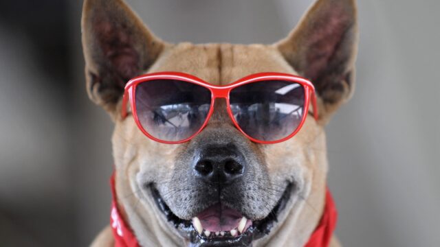 Hebben honden humor? En begrijpen ze de grappen en grollen van hun baasjes?