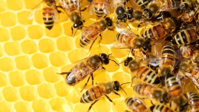 Honing als indicator voor pesticiden in omgeving