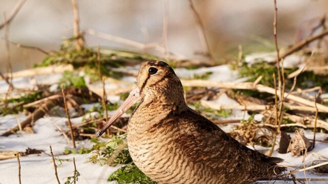 Zorgen over jachtplannen kabinet: wordt de 'wildlijst' uitgebreid?
