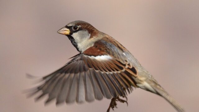 Huismus is niet zomaar een vogel, maar een wereldreiziger met bijzondere geschiedenis