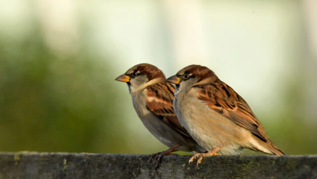 Doe mee aan de Nationale Tuinvogeltelling: welke vogel zien we het meest in 2025?