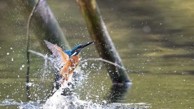 Nederland lapt EU-regels aan haar laars: natuurgebieden vol gif