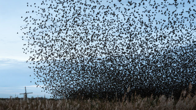 Emmy bewondert twee keer per dag ‘haar’ spreeuwen