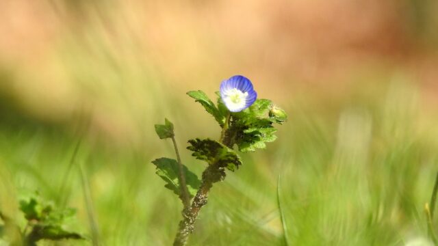 Planten als stroomproducent: kan dat op grote schaal?