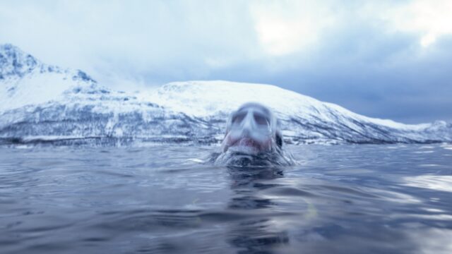 Will it soon be possible to freeze humans and then thaw them again?