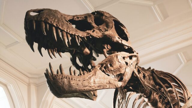 'Compleet' skelet T-rex te koop in Europa: 'Het is een soort Frankenstein-dinosaurus'