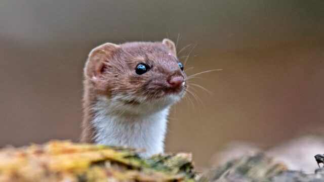 Wezel valt rat aan in Amsterdam: gebeurt dit vaker?