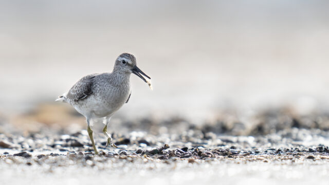 Jacht op Afrikaanse haaien mogelijke bedreiging Hollandse wadvogels