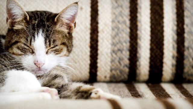 Avondklok voor katten? 'Sommige katten kan je niet binnenhouden'