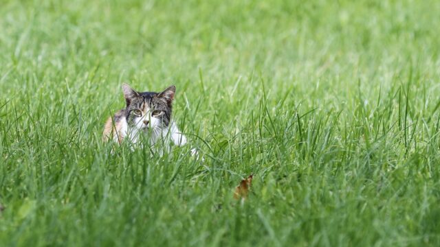 Katten op rooftocht in de nacht: gevaarlijker dan de vos?