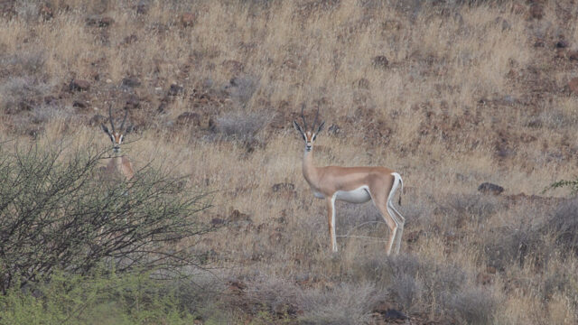 Op expeditie in het extreme noorden van Kenia