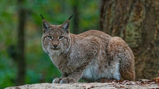 'Je suis lynx'