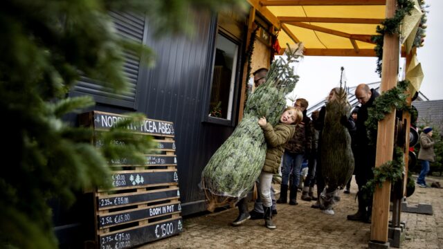 Het kerstbomenseizoen is begonnen, maar welke kan je het beste in huis halen?