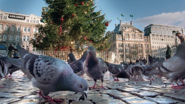 Hoeveel impact heeft kerstverlichting op stadsvogels?