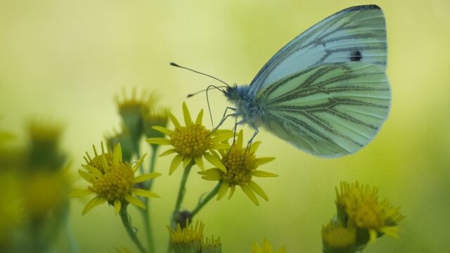 Vlinders tellen in de tuin: welke vlinder zie je het vaakst?