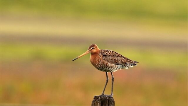 Friesland heeft 4,5 miljard nodig om te voldoen aan nationale natuur- en milieueisen