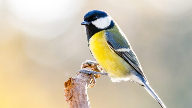 Waarom een ei: waar blijft de levendbarende vogel?