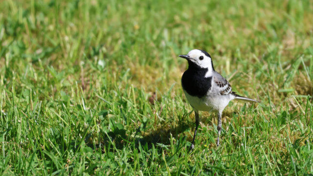 'Voor de biodiversiteit heeft het gazon evenveel waarde als een geasfalteerd parkeerterrein'