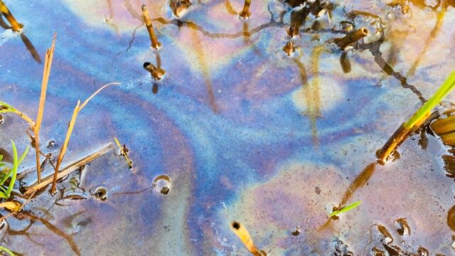 Caleidoscopisch kwelwater