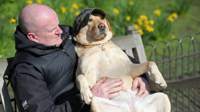 Waarom hebben labradors altijd honger?