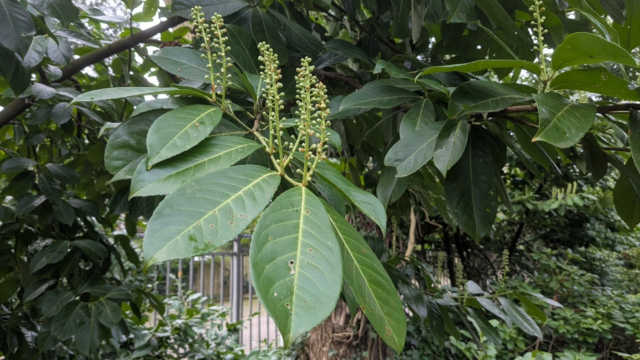 Laurierkers: populaire tuinplant blijkt invasieve exoot