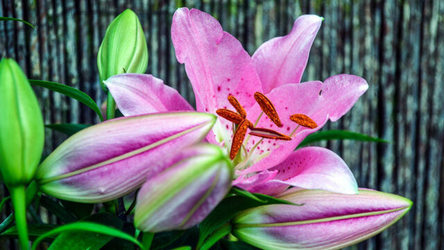 Gif in de lelieteelt verdeelt Drentse gemeenten