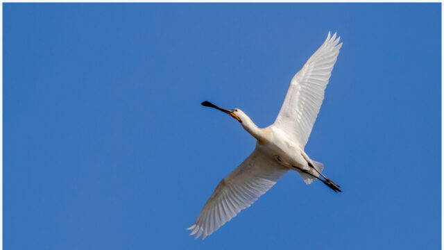 Onderzoek lepelaars: 'Ze hebben er zelf niets aan'