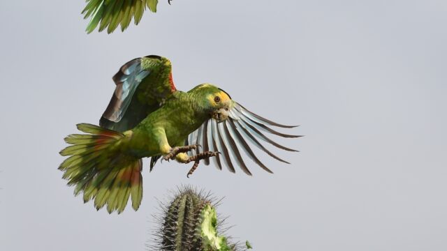 Geelvleugelamazones op Aruba: na 80 jaar is de iconische vogel terug!