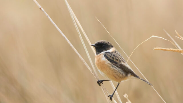 Zangvogels herkennen? Doe de cursus van Vroege Vogels!
