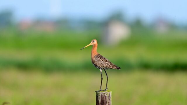 Onze nationale vogel wordt ernstig bedreigd