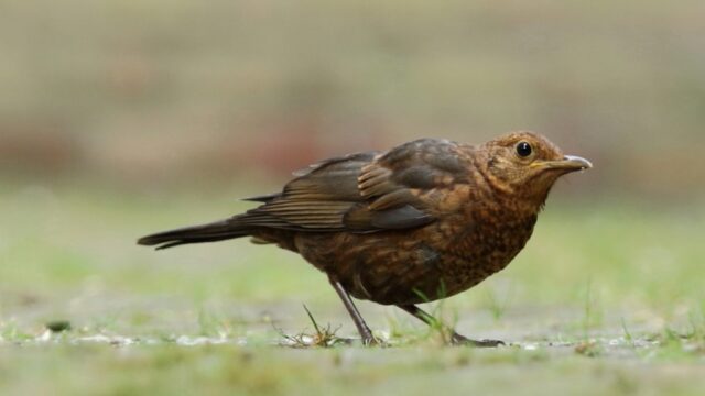 Vroege Vogels presenteert: het eerste Europese Vogelconcert op de Nederlandse radio