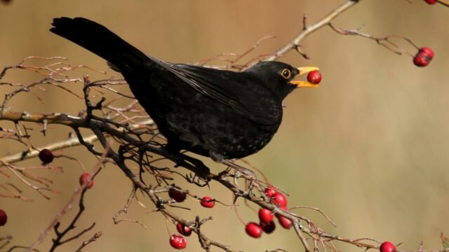 Vogels die zaad verspreiden van planten 'bedreigd of kwetsbaar'