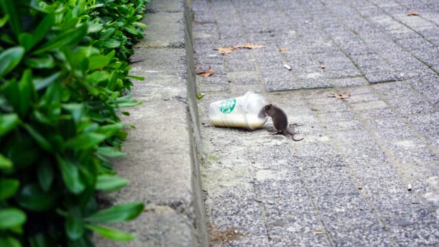 Ratten vies? Nee hoor: 'Hele sociale, empathische en schone dieren'