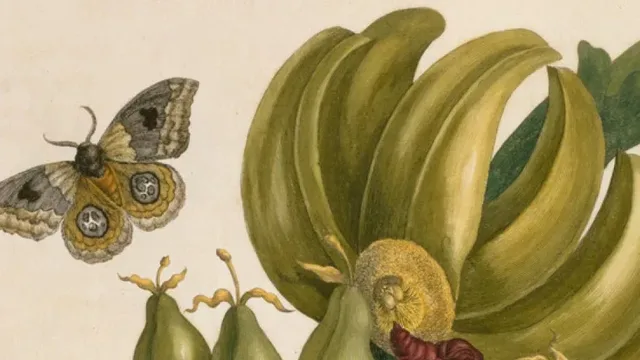 Rijksmuseum heeft nieuwe parel: zeldzaam boek over Surinaamse insecten