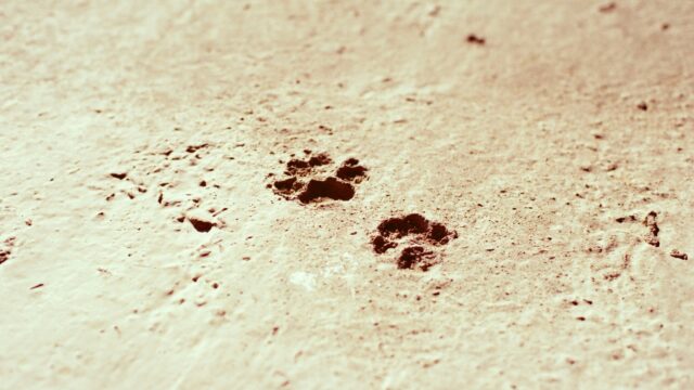Verklein die ecologische pootafdruk: geef je hond vegetarisch voer