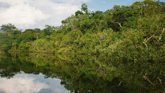 Amazone staat onder druk: het regenwoud dreigt in te storten