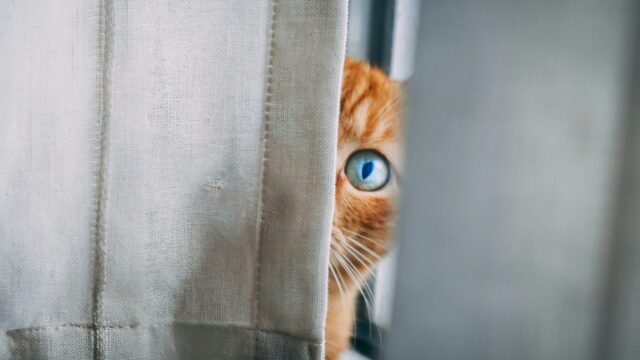 De link tussen dierenmishandeling en huiselijk geweld
