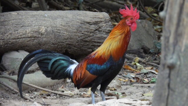 Op zoek naar de oerkip: ‘Alle kippen hebben nog hetzelfde gedrag’