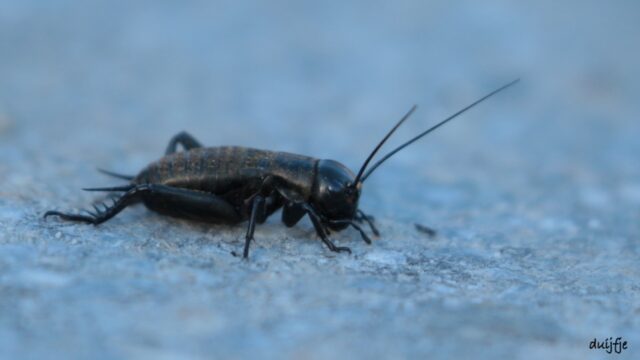 Wie wordt het 'Insect van het Jaar' van 2025?