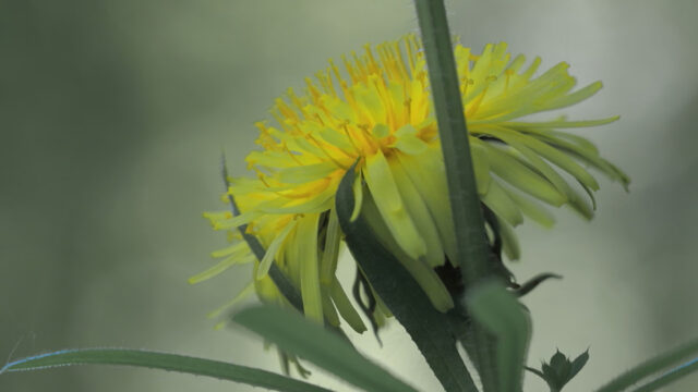 Paardenbloemen zonder pollen: komt dat steeds vaker voor?
